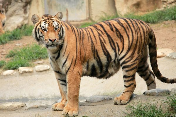 NaoCasanova's tweet photo. El otro día me enteré de que la panza que le cuelga a mi gata se llama técnicamente BARRIGA PRIMORDIAL, y es herencia de sus ancestros.

Aunque los gatólogos no veo que se pongan muy de acuerdo acerca de su función.
Info: https://t.co/irGuw399RR https://t.co/wWbomkYc1r
