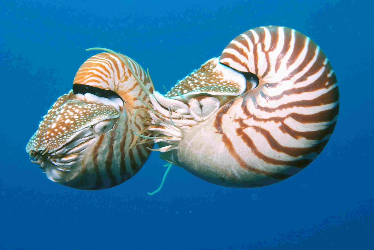 ☆ our lovely aquatic of the day is the chambered nautilus (nautilus pompilius)
☆ they say that it’s okay to grow up ! you don’t immediately have to get rid of your favorite things from when you were a kid !