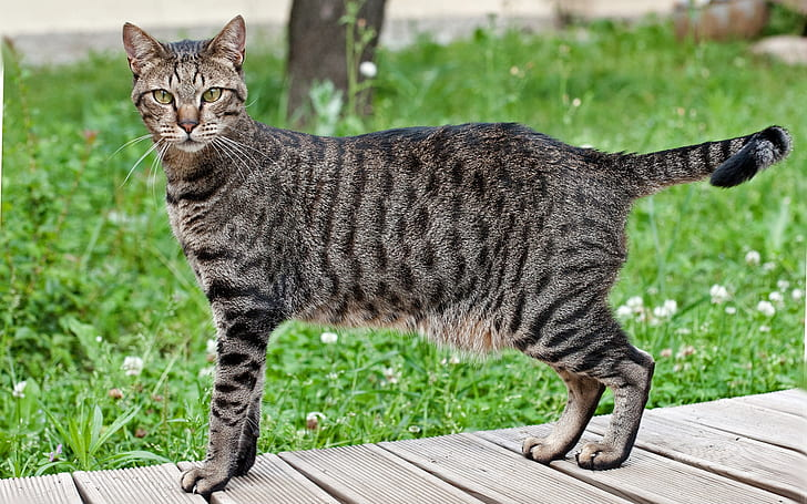 NaoCasanova's tweet photo. El otro día me enteré de que la panza que le cuelga a mi gata se llama técnicamente BARRIGA PRIMORDIAL, y es herencia de sus ancestros.

Aunque los gatólogos no veo que se pongan muy de acuerdo acerca de su función.
Info: https://t.co/irGuw399RR https://t.co/wWbomkYc1r