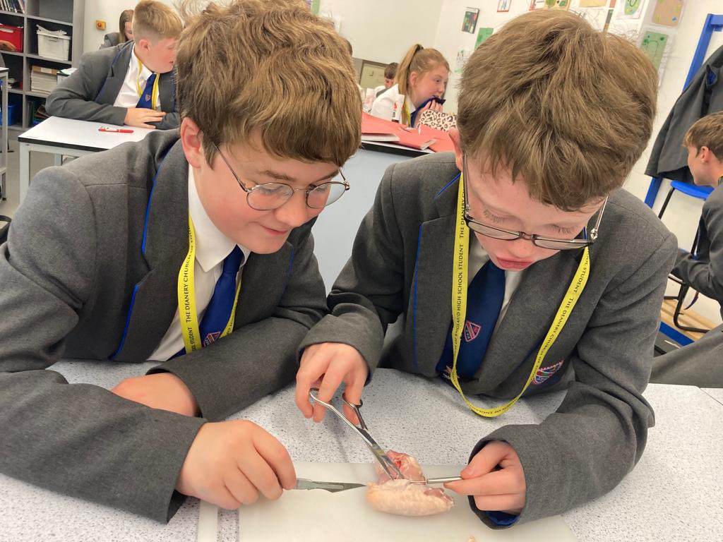 DeaneryScience's tweet image. Year 7 get to grips with the topic of movement. They dissected a chicken wing to identify the skin, muscles, tendons, ligaments, cartilage, fat and blood vessels. So much fun! @deaneryhigh