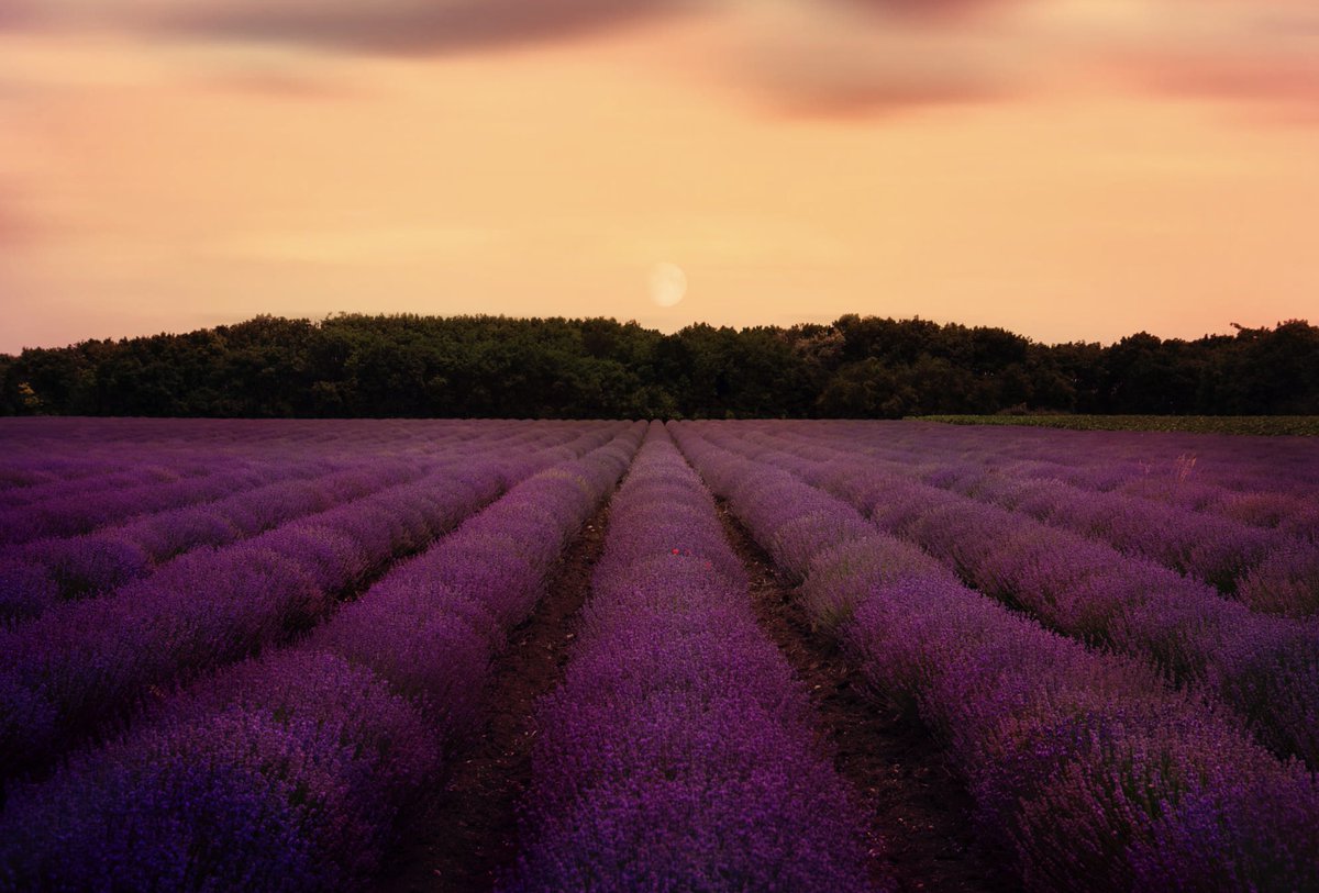 Nature Space (@naturespace_) on Twitter photo 