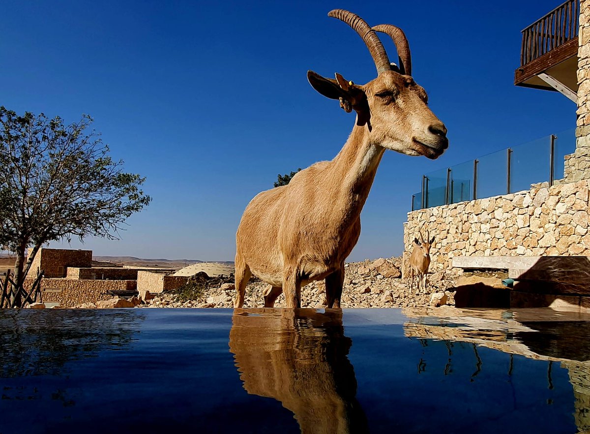 dickes_ei's tweet photo. Auch gerade deswegen liebe ich Mizpe Ramon: Die Nubischen Steinböcke haben keinerlei Berührungsängste und kommen bis an den individuellen Hotelpool um "Shalom" zu ssgen. ❤
#israel #mizperamon #ibix https://t.co/jGiZOUU04V