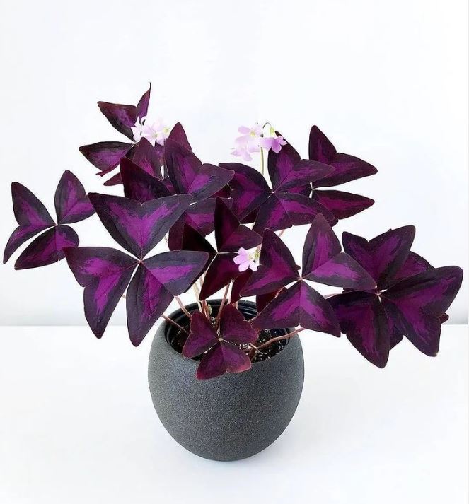 Everyone seems to love the colorful moving leaves of the Oxalis Triangularis

Credit: IG @ tils_plant_therapy #Plants #Houseplants #Planttwitter