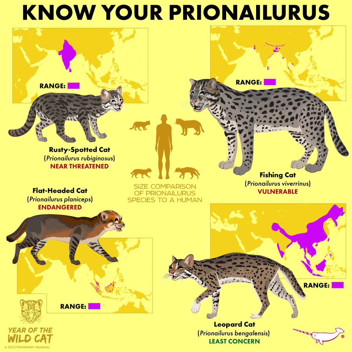 PepomintNarwhal's tweet photo. #WildCatWednesday
#KnowYourPrionailurus
Shop #PeppermintNarwhal: https://t.co/hx0eosUnRT
#FishingCat #LeopardCat #RustySpottedCat #FlatHeadedCat #YearOfTheWildCat #Prionailurus #YOTWC #KnowYourAnimals https://t.co/xct7jxgIuT