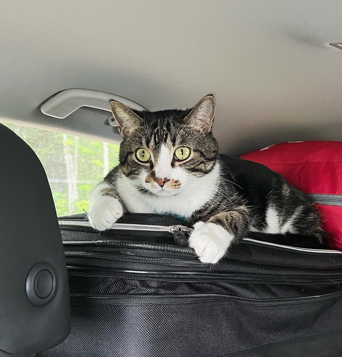 Marina von Stackelberg (@cbcmarina) on Twitter photo So excited to be back in Ottawa working as a national reporter with CBC’s Parliamentary Bureau until December! (Jasper made the 2,200 km drive here like a champ😼👏) <a href="/CBCPolitics/">CBC Politics</a> @cbcnews So excited to be back in Ottawa working as a national reporter with CBC’s Parliamentary Bureau until December! (Jasper made the 2,200 km drive here like a champ😼👏) <a href="/CBCPolitics/">CBC Politics</a> @cbcnews