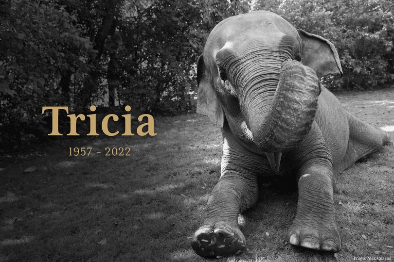 MattM_78's tweet photo. RIP Tricia. @PerthZoo has lost a grand old matriarch at the amazing age of 65. Thank you to all the zoo keepers and all those that work to look after the animals the best they can. A sad day but plenty of memories to be left behind. #Elephant #RIPTricia #zoo https://t.co/Bzc98ROYv6