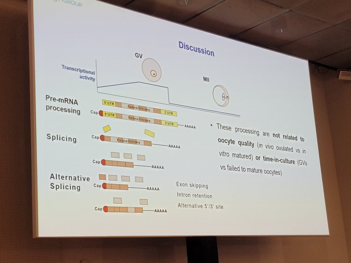 RitaVassena's tweet photo. 🔥Our @sarapietroforte 🇮🇹 presents our results on mRNA processing during human oocyte meiosis, part of her @eurova_etn 🇪🇺 PhD project, with 
@fzambelli8 👏👏
#ESHRE2022 @eugin_en @theESHRE5 @PCB_UB https://t.co/aLWSoM5phz