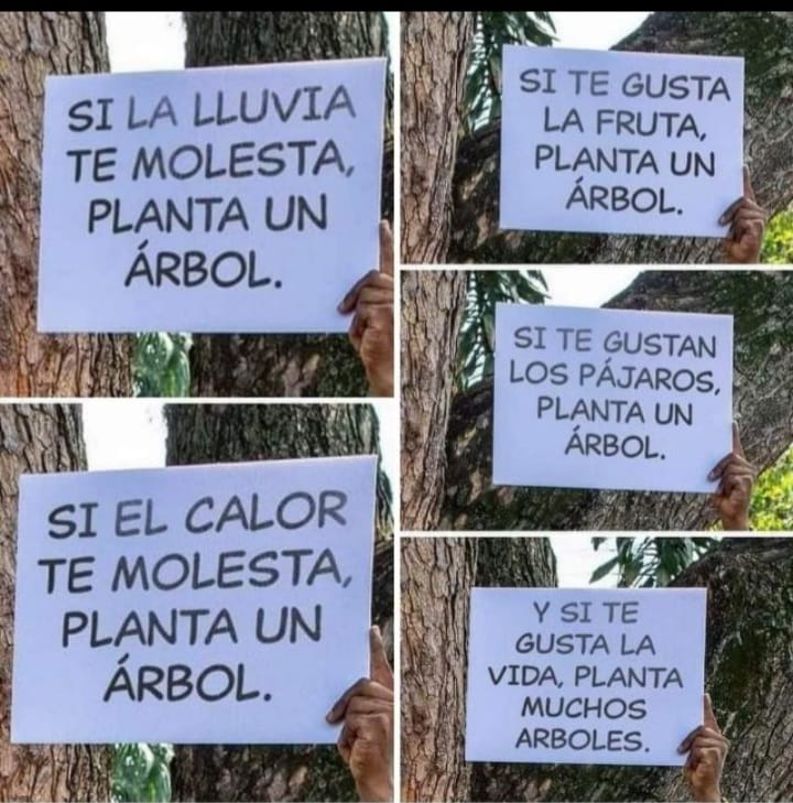 Excelente día #ABIO_AC #cuidaelmedioambiente #ayudaalanaturaleza #reforestemos #losarbolessonvida consejos de la importancia de los árboles