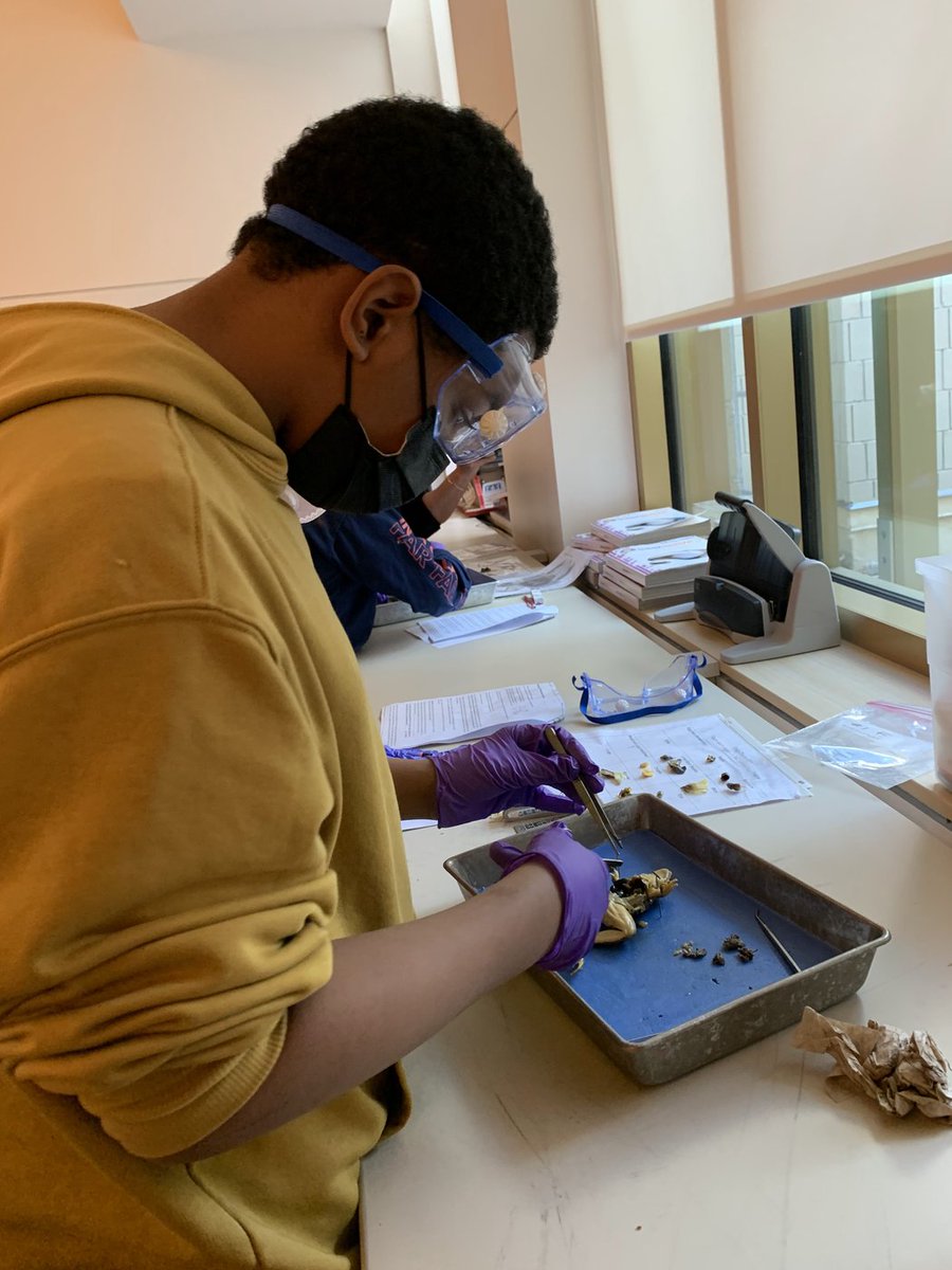 framinghamps's tweet photo. Last month, Fuller’s 6th grade “student doctors” learned about human anatomy by comparing it to a frog’s through a #dissectionlab in Mrs. Gallagher’s class. This real-life opportunity has #inspired students to think about the medical and research fields for their future #careers! https://t.co/6s5f0XoMOU