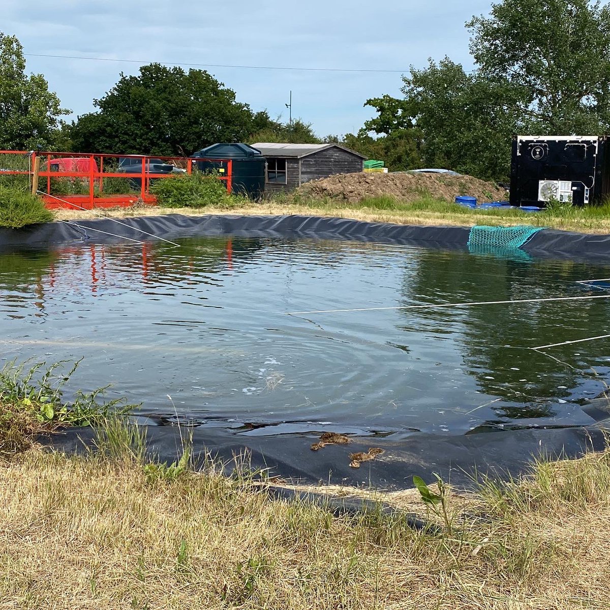 Our spatting ponds have been up and running for the past two weeks; we have baskets with adult #NativeOysters in them, along with bags of cultch for the spat to settle onto in the pond. We’ll keep you updated with what we find!