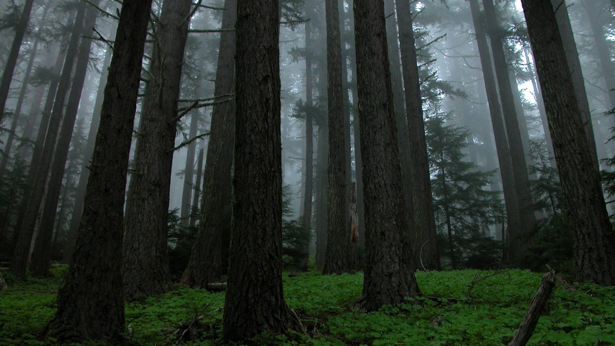 SagamoreHillNHS's tweet photo. Did you know that @OlympicNP 's land became protected during the Roosevelt administration? Theodore Roosevelt used the Antiquities Act to designate Mount Olympus National Monument in 1909. #FindYourPark #AntiquitiesAct #America250 @NatlParkService https://t.co/blLMowdR9Z