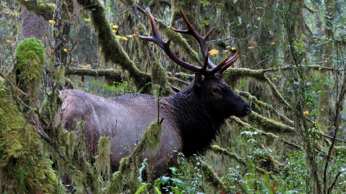 SagamoreHillNHS's tweet photo. Did you know that @OlympicNP 's land became protected during the Roosevelt administration? Theodore Roosevelt used the Antiquities Act to designate Mount Olympus National Monument in 1909. #FindYourPark #AntiquitiesAct #America250 @NatlParkService https://t.co/blLMowdR9Z