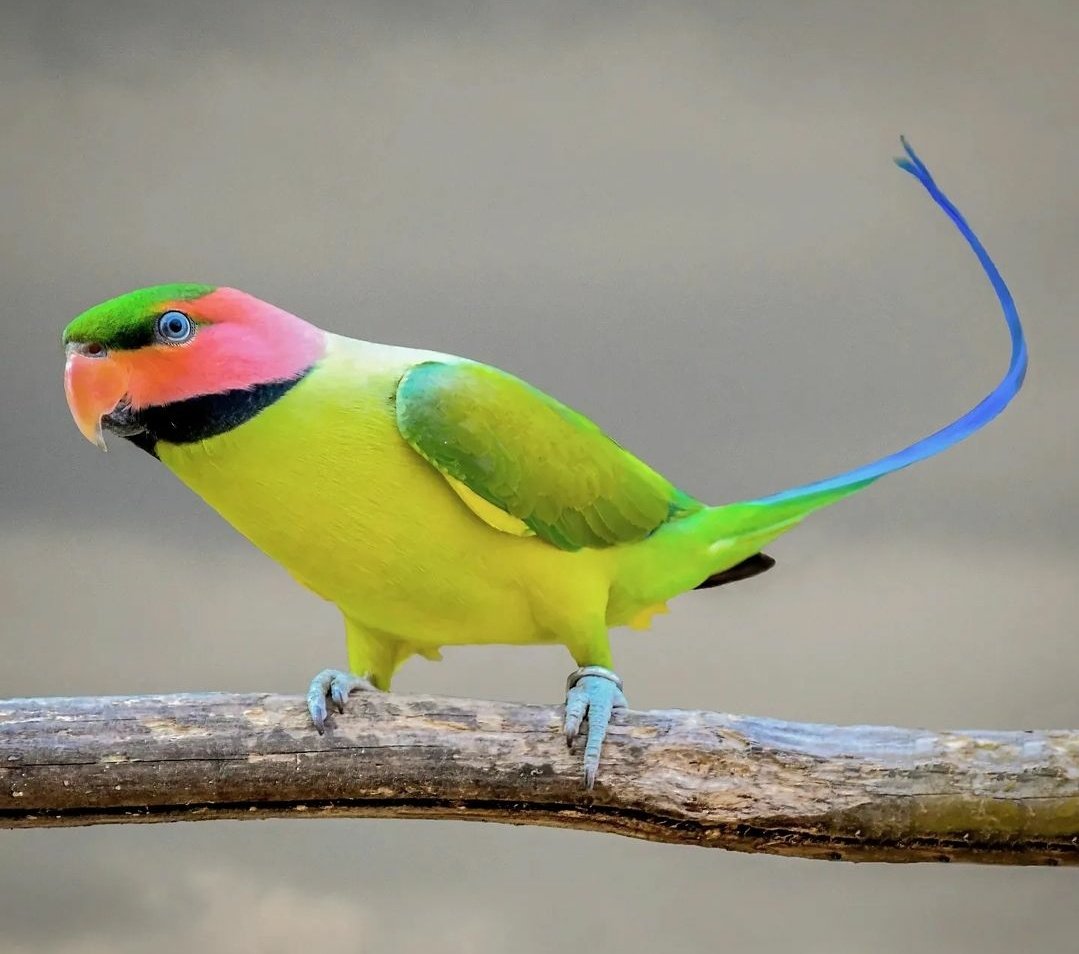 As aves sempre me encantaram pela diversidade cores, eu amo o mundo das aves 💚💛💙🧡