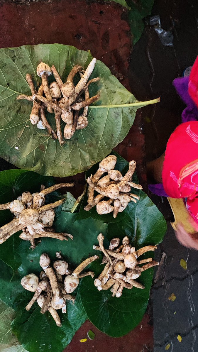 First Almi of the season.  #LocalGoanFood #monsoondelicacy
