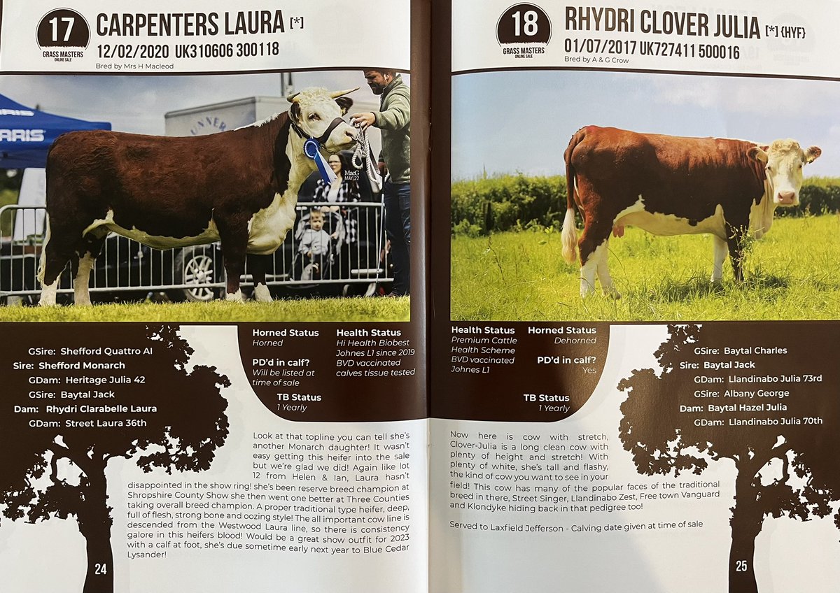 patlynn78's tweet image. Have heard the interest in 3counties star Carpenters Laura has been 🔥. Great to see our old bull Shefford Monarch producing some nice stock. #grassmasters