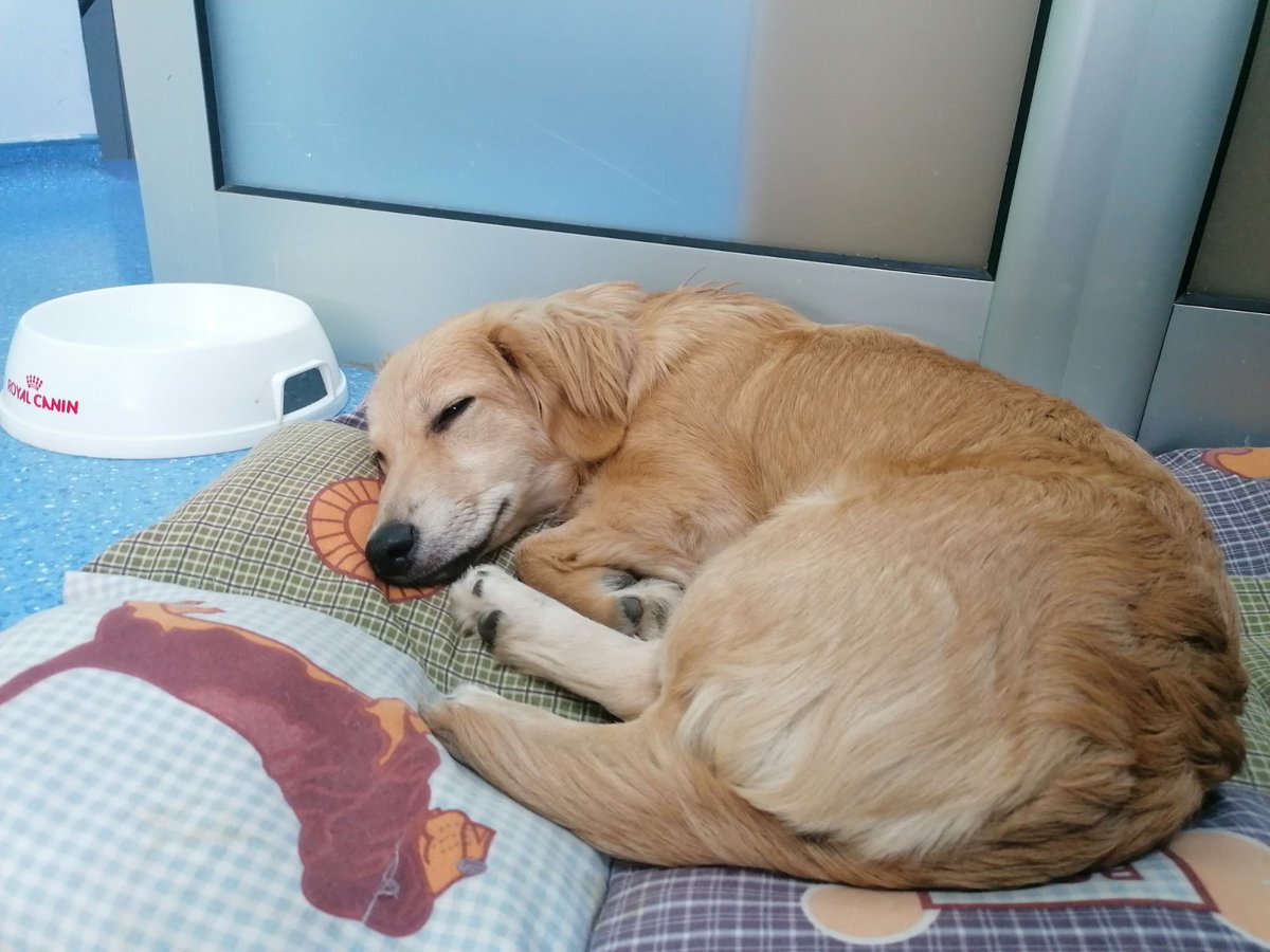 Ljiljan65880270's tweet photo. Dobila je ime Ema 🐾Izvela sam je iz sinteraja jer su je drugi psi ujedali⁉️Rane su sanirane, nalazi se u vet ambulanti u kojoj moze ostati jos 24h✔️Stara je 9 meseci teska je 7 kg, MOLIM za dom da je ne vracam u azil 😪Ajmo RT najjaci od srca.. Kont tel 0654185868 🙏 https://t.co/5R3U80dtjt
