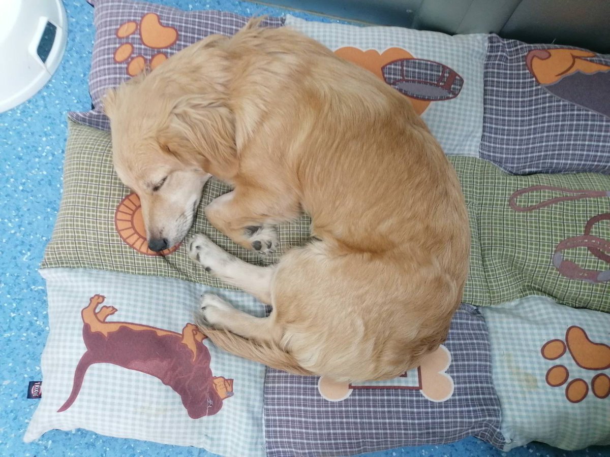 Dobila je ime Ema 🐾Izvela sam je iz sinteraja jer su je drugi psi ujedali⁉️Rane su sanirane, nalazi se u vet ambulanti u kojoj moze ostati jos 24h✔️Stara je 9 meseci teska je 7 kg, MOLIM za dom da je ne vracam u azil 😪Ajmo RT najjaci od srca.. Kont tel 0654185868 🙏