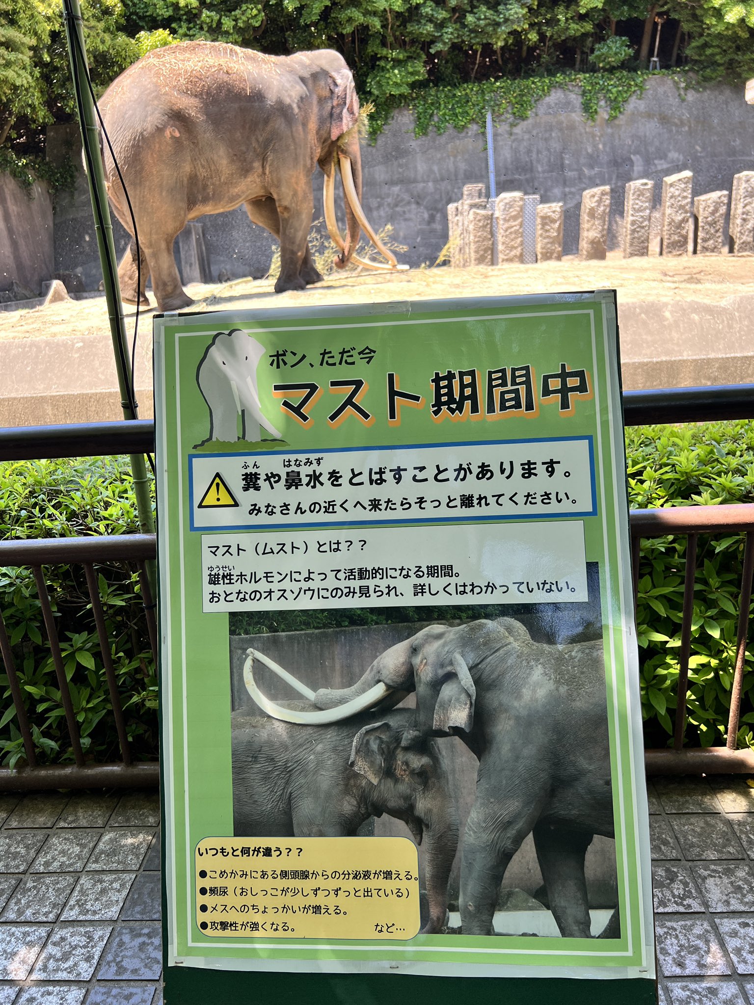インドゾウ Payamgooyesemnan Ir