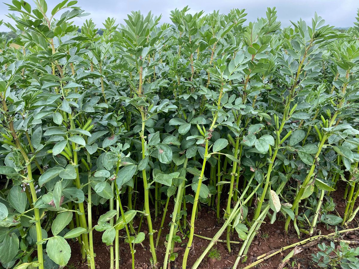 Pearce Seeds LLP tweet media