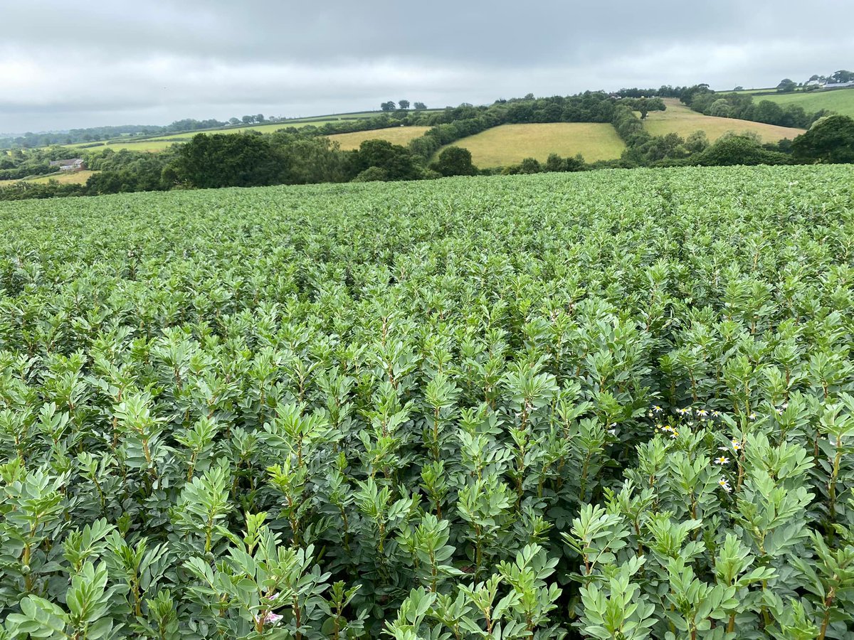 Pearce Seeds LLP tweet media