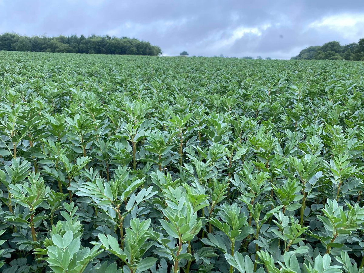 Pearce Seeds LLP tweet media