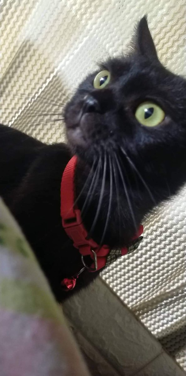 Kaeda0's tweet photo. @MizukamiAoi Callie says hi 👋 https://t.co/UUlAHKMA0J