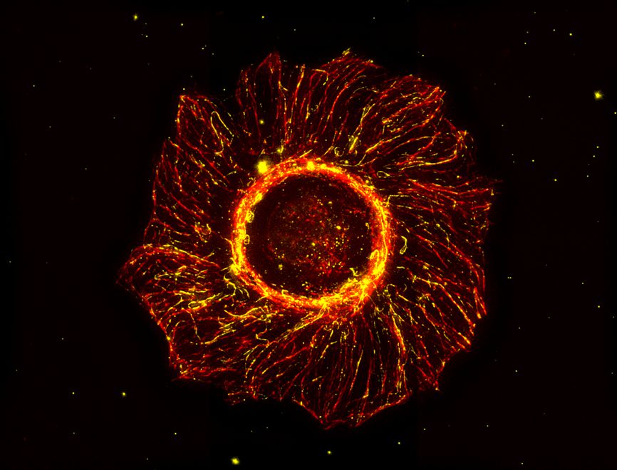 FLAMIN-GO Project tweet media