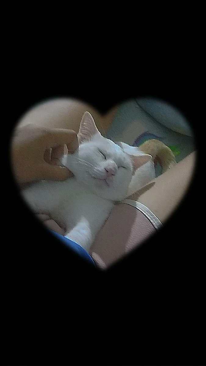 มาดูแมวในหเองพี่ไหม