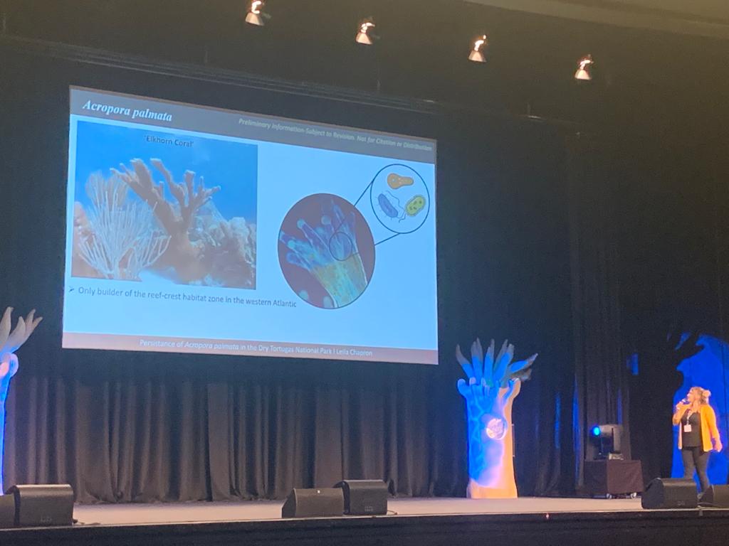 ChapronLeila's tweet photo. So glad to share my research at #ICRS2022 on the biological processes underlying the persistance of Acropora palmata in the Dry Tortugas National Park ! Thank you for coming ! @CoralResearch @ilsakuffner https://t.co/qdyP9r3JAH