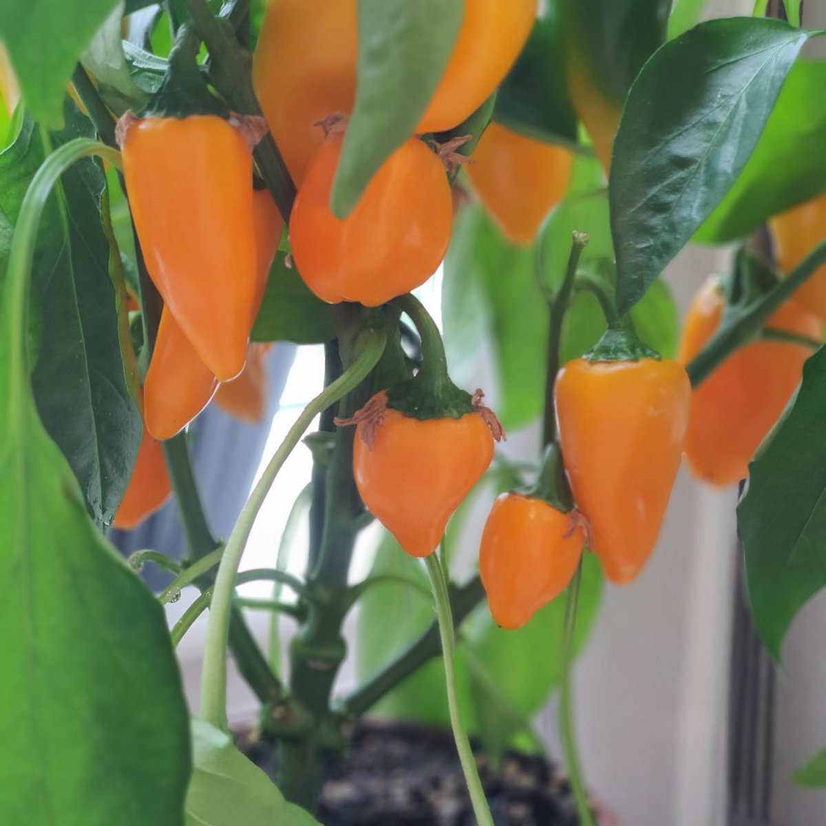 VidaHealthcare1's tweet photo. The garden room in the residential house at Vida Court is growing rapidly! There's nothing better than watching your own fruit and vegetables grow! π±πΆπ₯π
#VidaCourt #Allotment #Gardening #Vegetables #Fruit #homegrown #carehome #dementia #harrogate #vidahealthcare https://t.co/hXhpsBcrxb