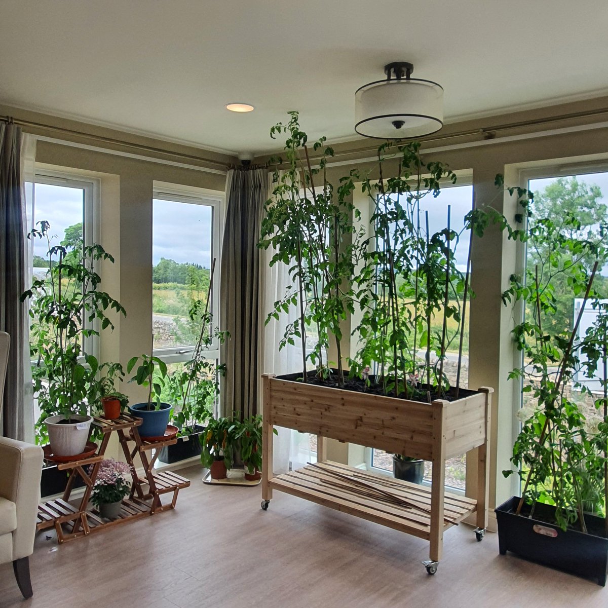 VidaHealthcare1's tweet photo. The garden room in the residential house at Vida Court is growing rapidly! There's nothing better than watching your own fruit and vegetables grow! π±πΆπ₯π
#VidaCourt #Allotment #Gardening #Vegetables #Fruit #homegrown #carehome #dementia #harrogate #vidahealthcare https://t.co/hXhpsBcrxb