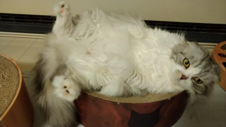 ねこカフェmimi ミミ 長野にある猫カフェ 子猫のへや