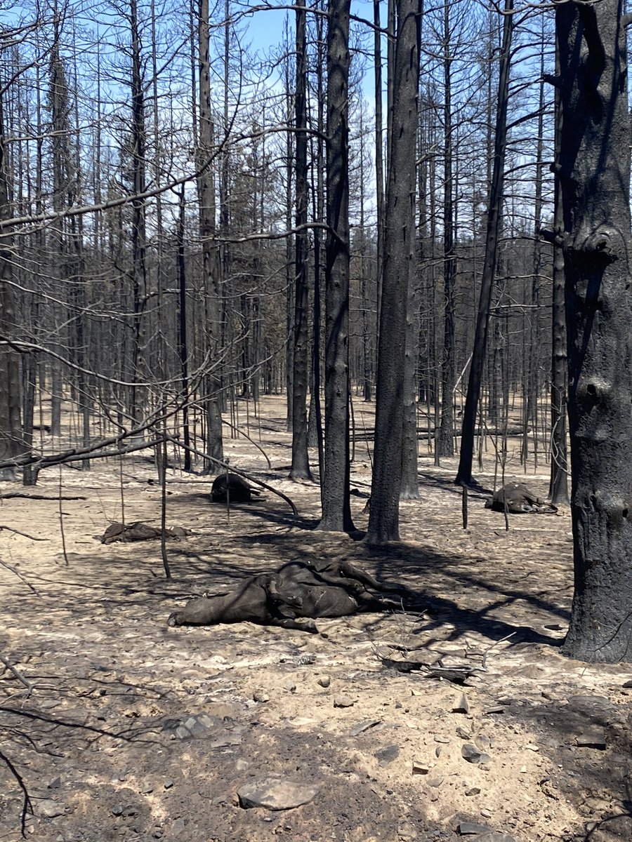 Brett_Taylor94's tweet photo. Today marks one of the hardest three weeks of life. On July 6, 2021, the #BootlegFire erupted onto the scene destroying 413,717 acres and more than 60 homes in a little over a month. Hundreds of animals were killed and thousand of people evacuated their homes. https://t.co/ow3jl4MgSd
