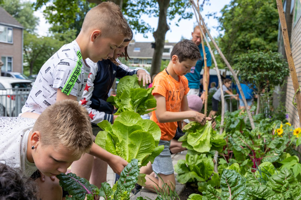 RijkZwaan's tweet photo. STORY – Harvest time! After sowing, watering and tending to the plants, it was time to enjoy the school-grown veggies. A #schoolgarden teach children so much more than just pleasure in growing crops. That's why we support school gardening #sharingahealthyfuture #partnership https://t.co/oioHzRwY0A