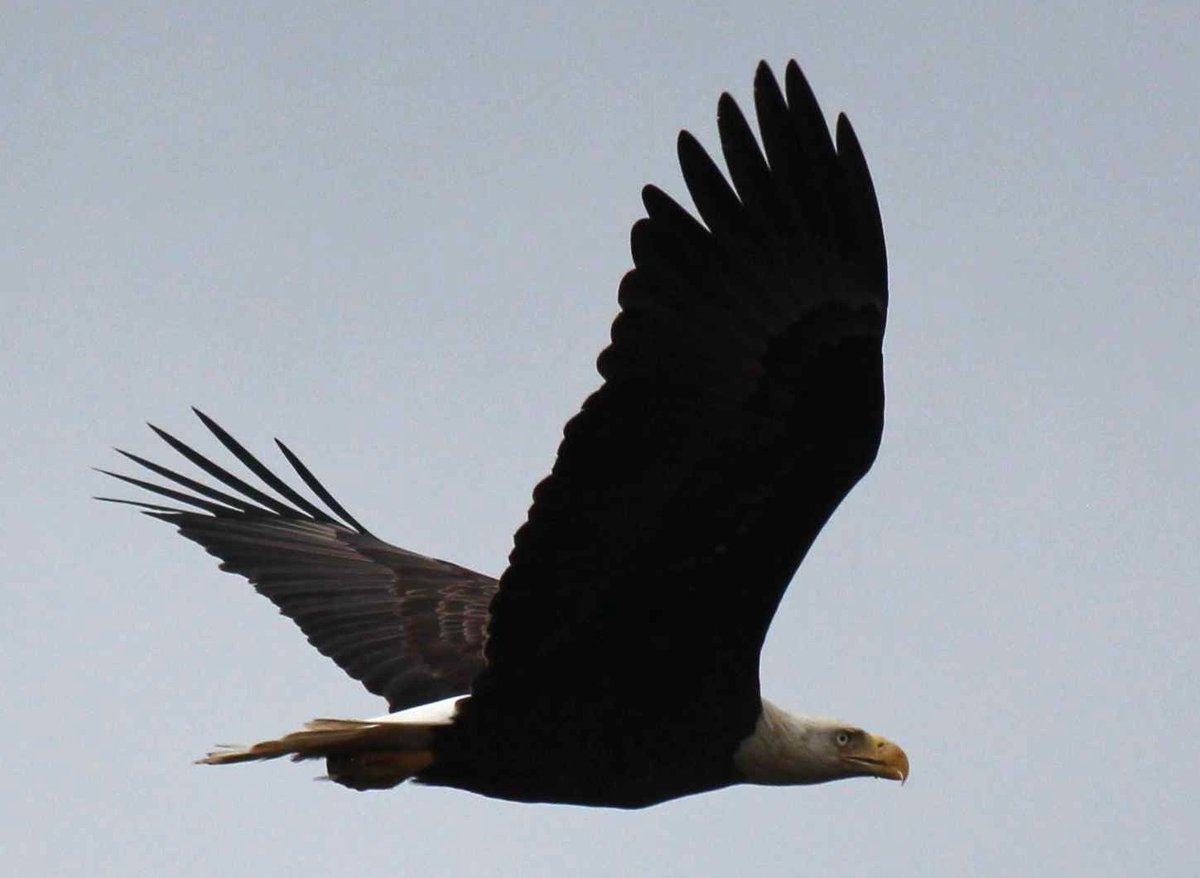 sputterfuss6's tweet photo. #bird #photography #flight #eagle #fastexit https://t.co/gx46MfNG3A