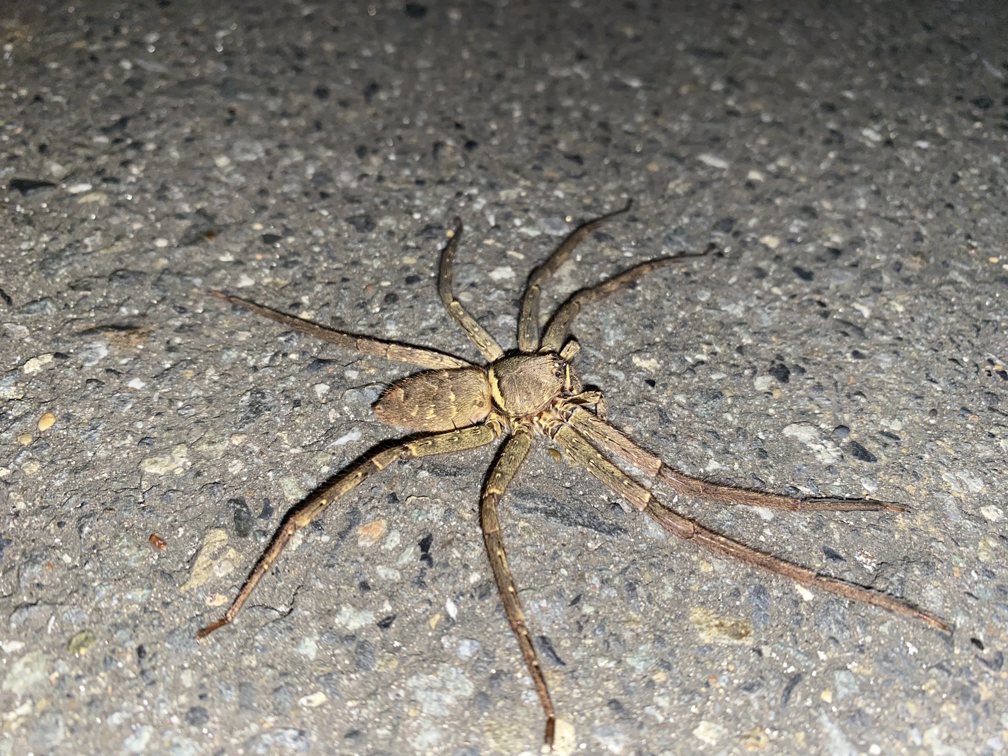 都会でも 田舎の生き物たち 都会の夜を守るアシダカグモに遭遇 かなりでかい 民家にいるゴキブリを食べるクモ クモの巣も作らずまさに人間のヒーロー 心なしか勇敢な佇まい Heteropoda Venatoria T Co Grhvynjhdh Twitter