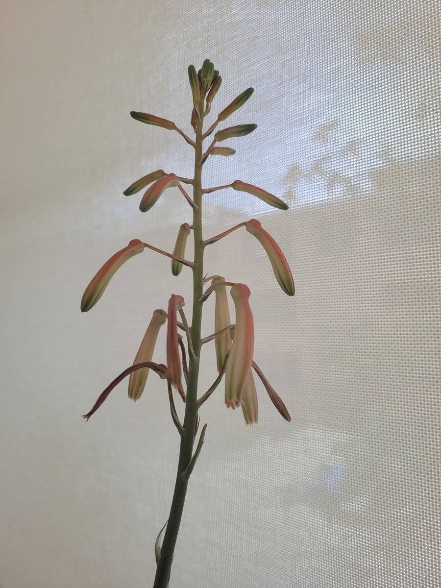 Michelle Facette tweet media