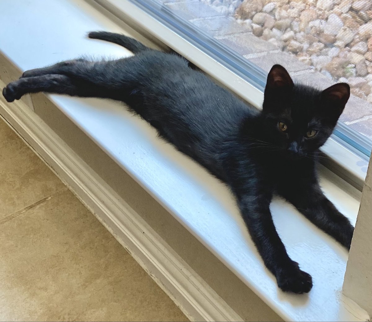 Foster_Fluff's tweet photo. WED So it’s time for #Bonnell to go to her forever home! So long sweet baby, I’ll love you forever 🖤 #Kittens #CatsOfTwitter https://t.co/gXPC6qXa5v
