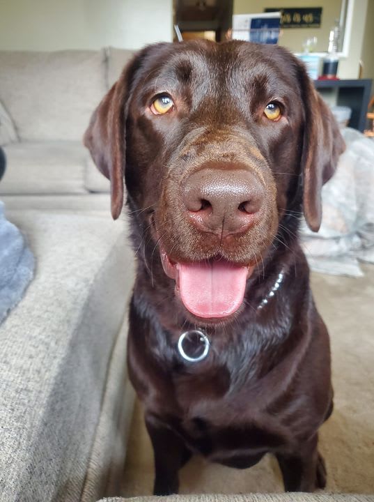 PSPHollywood's tweet photo. It's Woof Wednesday! 📅 Share your pup's photo with us to celebrate! 💚🐶😍 

📸: Jodi Blinkiewicz https://t.co/lJ4Mar34mh