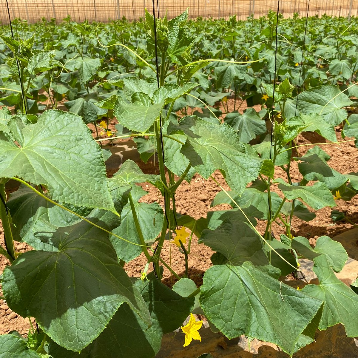 LMCompanies's tweet image. Beautiful photos of #cucumbers in Baja, Mexico 💚 🥒

📸 by Mike McGee #lmfamilyfarms #agriculture #freshproduce #harvest #passionforfarming