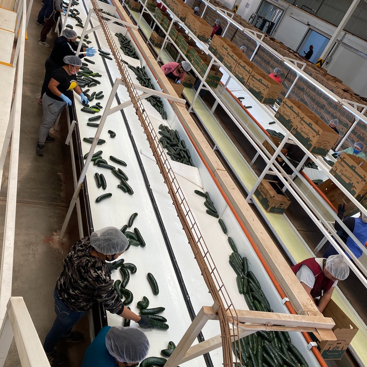 LMCompanies's tweet image. Beautiful photos of #cucumbers in Baja, Mexico 💚 🥒

📸 by Mike McGee #lmfamilyfarms #agriculture #freshproduce #harvest #passionforfarming