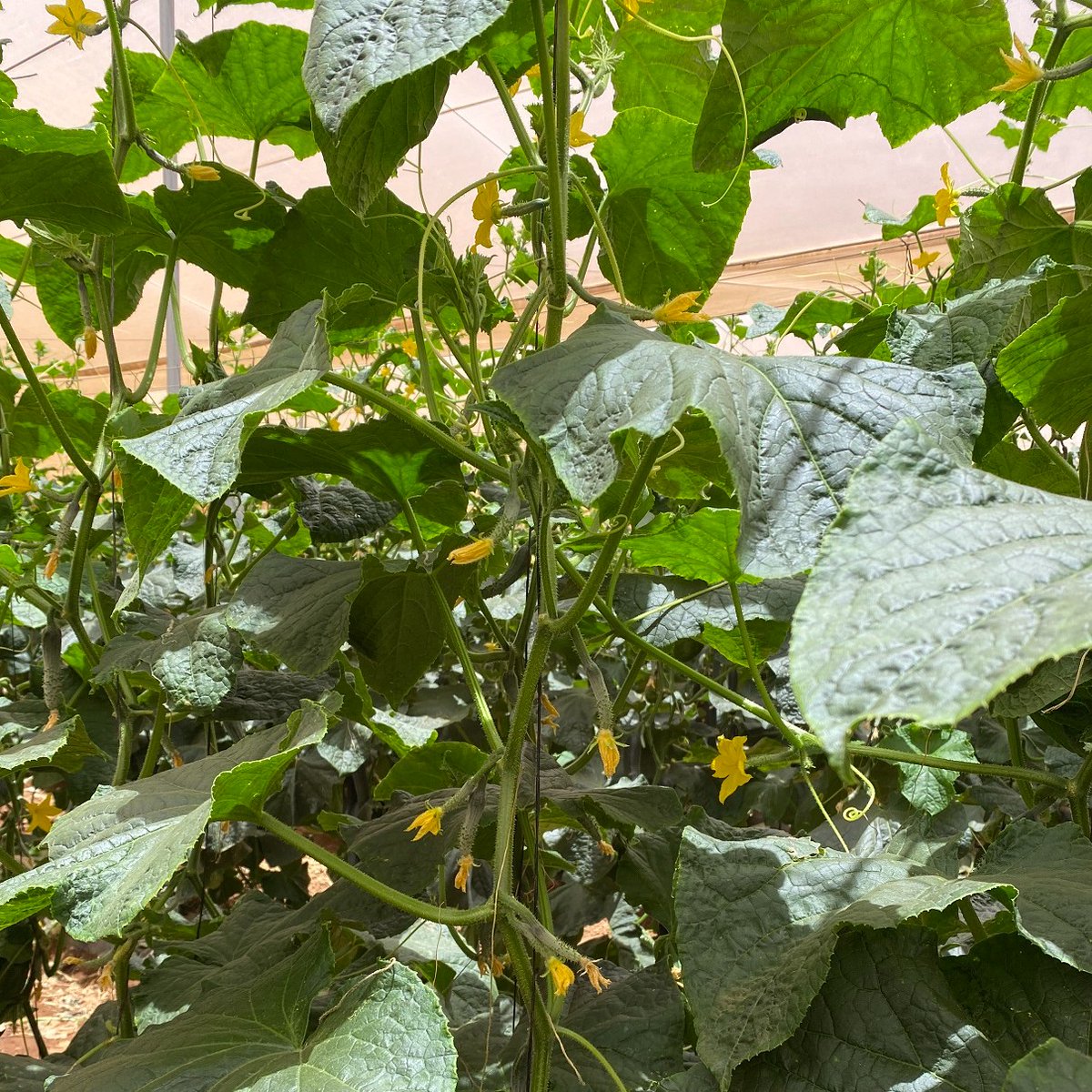LMCompanies's tweet image. Beautiful photos of #cucumbers in Baja, Mexico 💚 🥒

📸 by Mike McGee #lmfamilyfarms #agriculture #freshproduce #harvest #passionforfarming