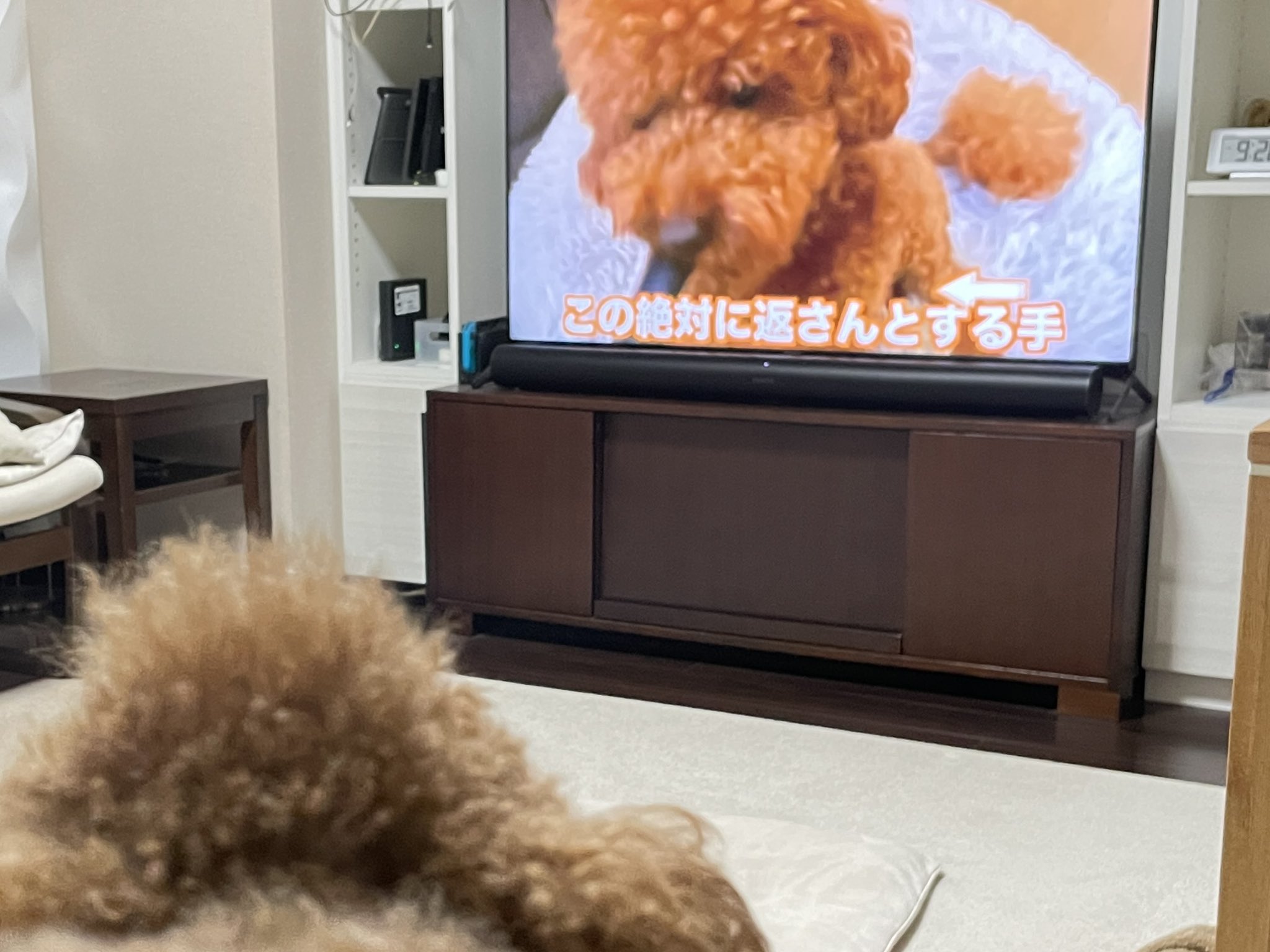 トイプードルと谷根千暮らし Youtubeのトイプーを鑑賞するうちのトイプー 似てるんです マロン 漢 マロンかっこおとこ T Co 78udkundsk Twitter