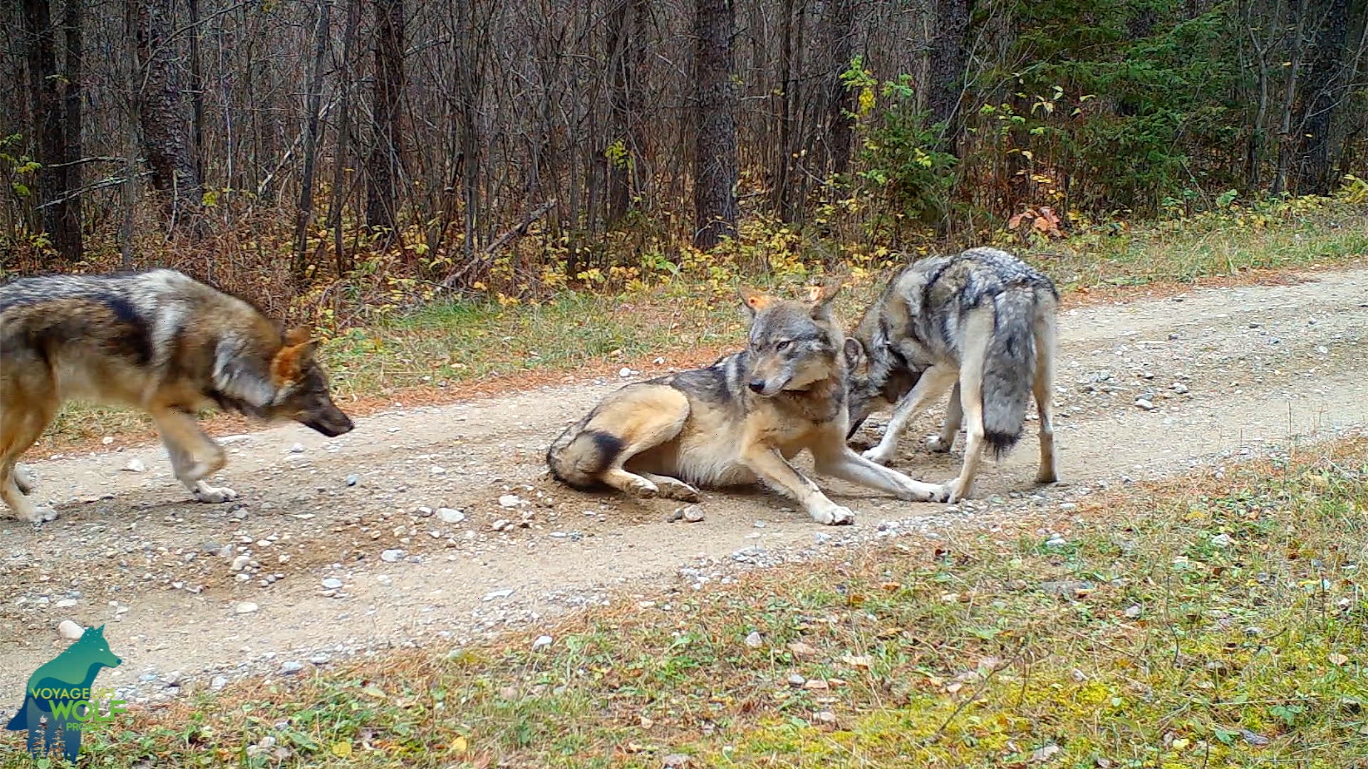 Silver Wolf Trade Company (SilverWolfTrade) / Twitter