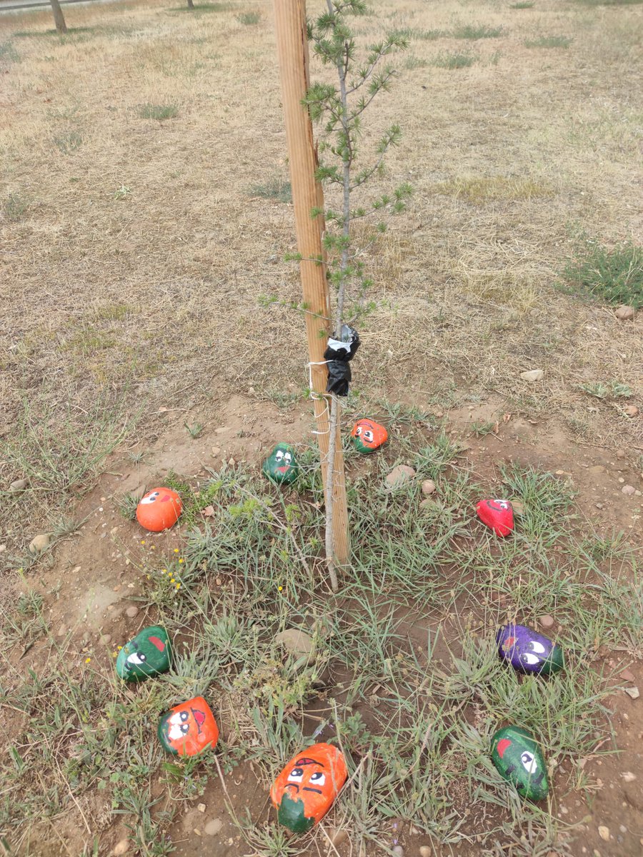 PlantateAlmazan's tweet photo. Mientras tod@s estamos ya de vacaciones... la naturaleza sigue su curso. A día de hoy, así luce la plantación conjunta intercentros 🪴🌷🌺🌸
@IES_Gaya @calasancioalmaz @CepaElCamino @CIFPALMAZAN @bilingualcrie @CeipDiegoLainez
 #APServicio #intergeneracional https://t.co/zR3qcWBqiQ