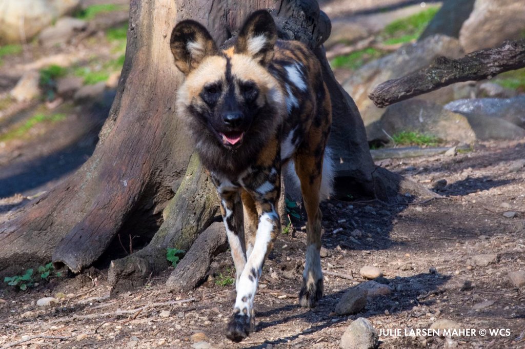 Do African Wild Dogs Live In Packs