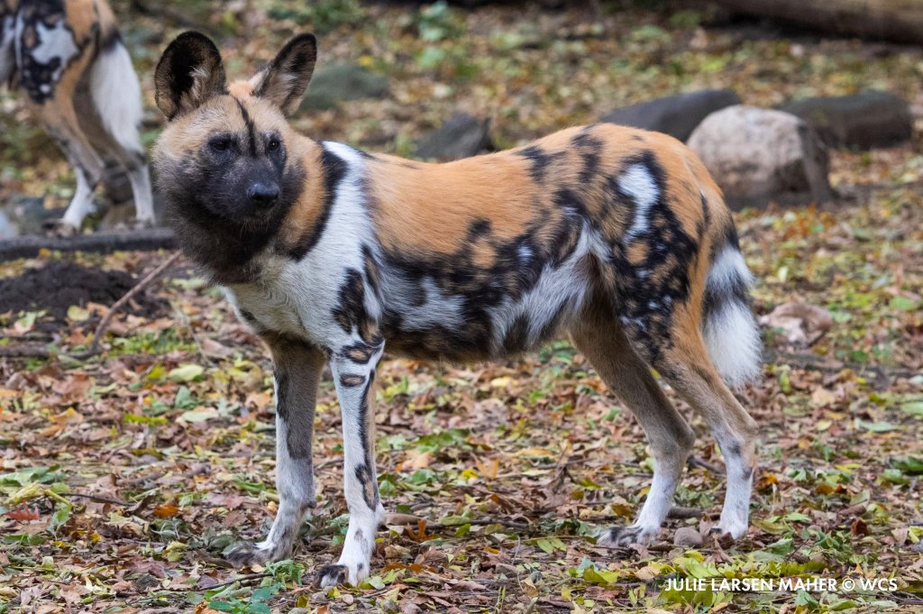 Do African Wild Dogs Live In Packs