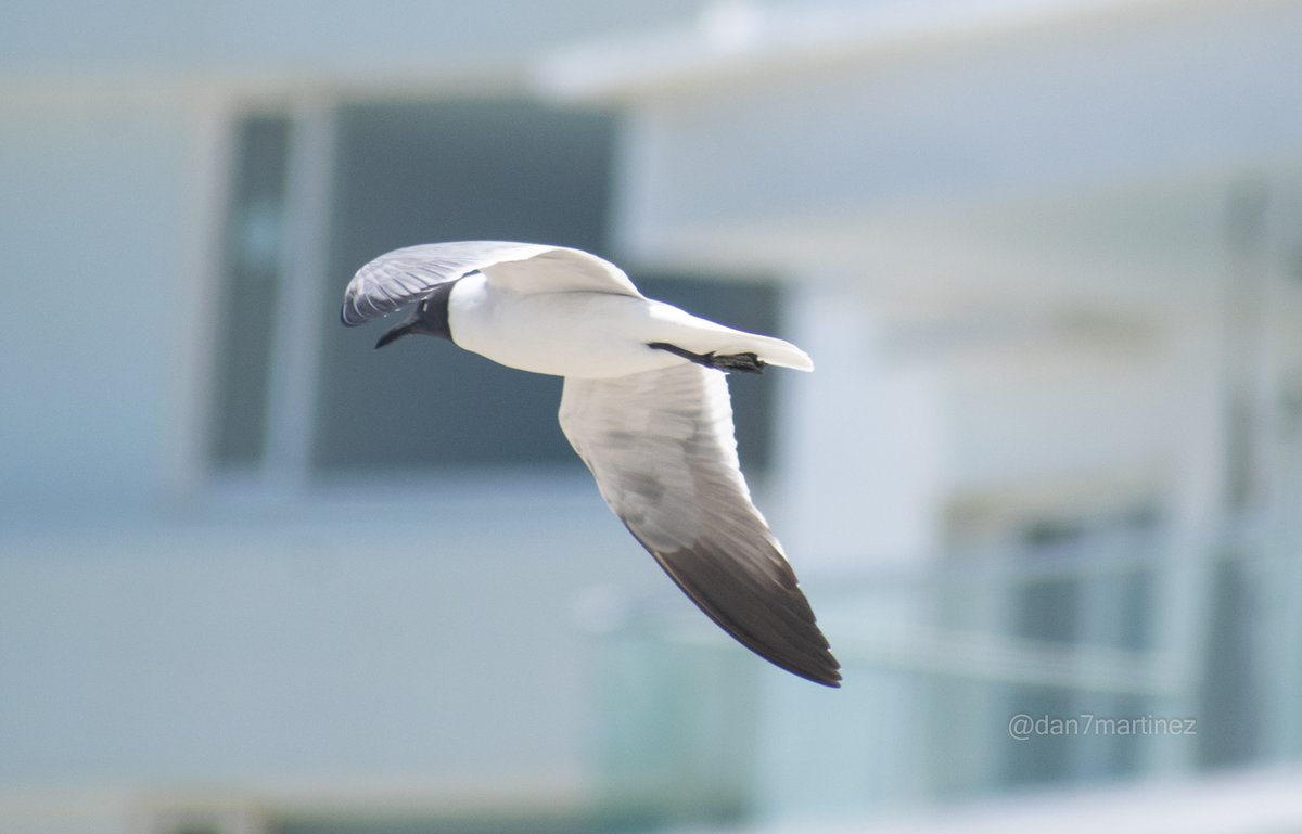 dan7martinez's tweet photo. ¿Por qué le llamarán gaviota reidora? 

📝Gaviota reidora (𝒞𝒽𝓇ℴ𝒾𝒸ℴ𝒸ℯ𝓅𝒽𝒶𝓁𝓊𝓈 𝓇𝒾𝒹𝒾𝒷𝓊𝓃𝒹𝓊𝓈)
📍 Cartagena, Bolívar (Colombia)
📅 11.06.22

#BirdsSeenIn2022 #birdphotography #birdwatching #birds #birding #BirdWorld #aves #avesdecolombia #NaturePhotography https://t.co/6QSJ0B8ekG