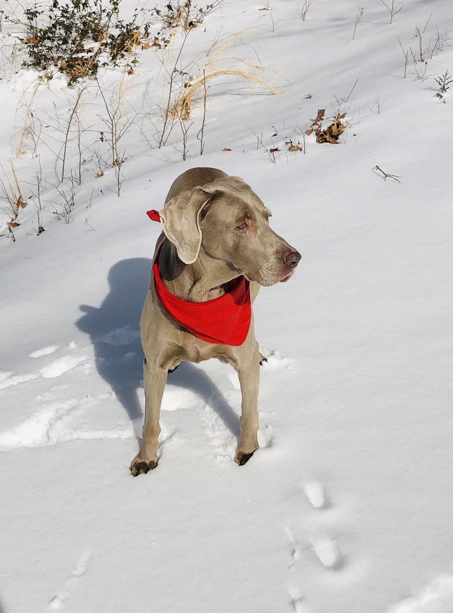 plumlee16's tweet photo. At 8am this morning and after 15 grateful years, we said goodbye to a very loyal and sweet loving Bella. She had a great life. We will miss your warmth, energy, and soft kisses. The angels will love you as much as we did! ❤️ https://t.co/f7252XFlNR