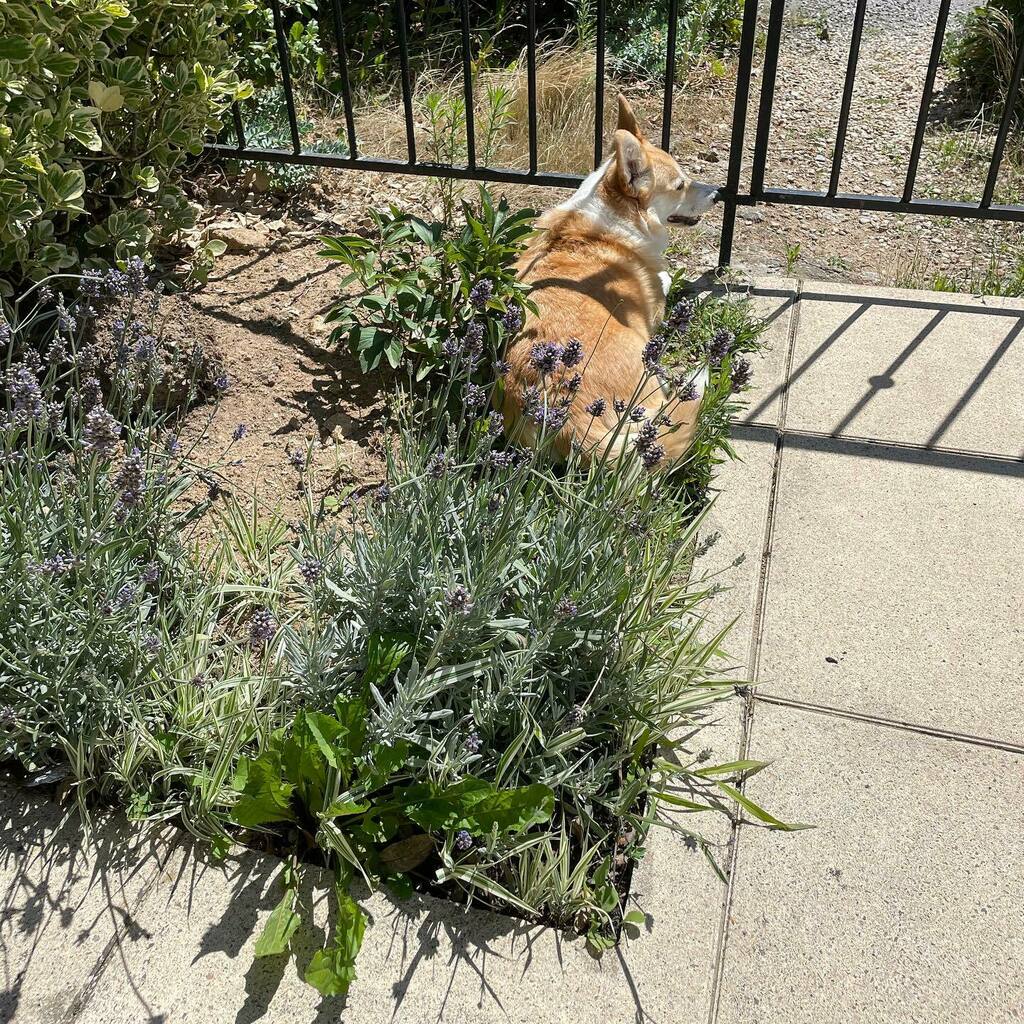 NuggetCorgi's tweet photo. If you plant some corgi glitter, water and feed it long enough, a corgi will grow! 
.
.
.
.
.

.
#corgi_nation #corgidog #corgi_of_instagram #corgibutts #corgimoments #corgilove #corgigram #corgigram_ #corgidaily #corgicrazy #corgiaddict #corgiplanet #co… https://t.co/fvPhFkXTGl https://t.co/deUIaq7RHq